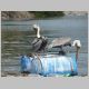 30. pelikanen in de rivier.JPG